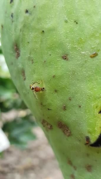 Mosca Fruta Oriental Está Colocando Fruta Manga — Vídeo de Stock