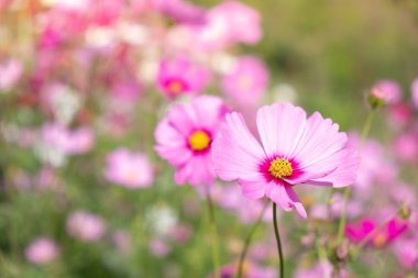 Bahçede açan güzel kozmos çiçekleri