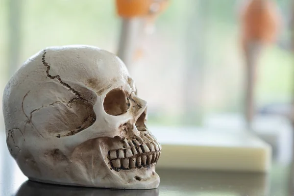 Eğitimde kullanılmak üzere insan kafatasları, eğitimde öğrenme kaynağı olarak kullanılmak üzere laboratuvarda simüle vücut parçaları.