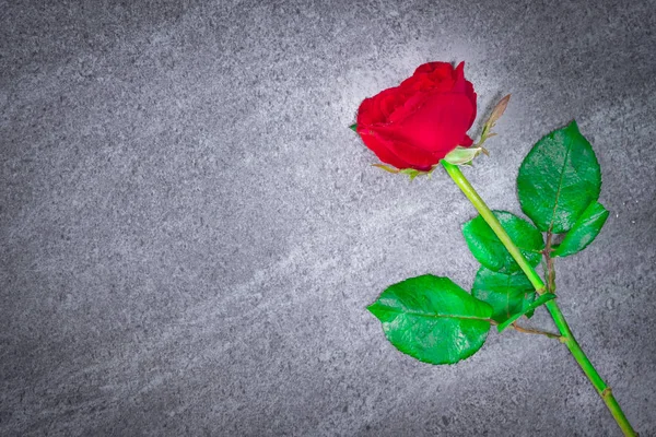 Красная Роза Стеблем Листьев Каменном Столе Копировать Пустое Пространство — стоковое фото