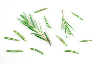 Üst görünüm, Şube ve Yaprak taze çiğ biberiye beyaz arka plan üzerinde izole. Tiwgs - yaprak yeşili. Organik ve bitkisel doğa konsepti, Düz yatıyordu