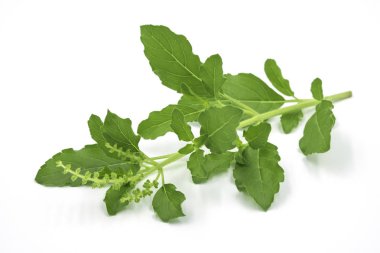 Yakın çekim kutsal fesleğen veya tulsi yaprakları, ocimum sanctum beyaz arka plan üzerinde izole.