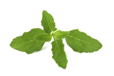 Yakın çekim kutsal fesleğen veya tulsi yaprakları, ocimum sanctum beyaz arka plan üzerinde izole.