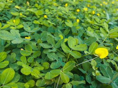 Yeşil çim Pinto Fıstık bitkilerin yakın çekim (Arachis pintoi) Leguminosae-Papilionoideae, bahçede. Sarı çimen, doğa arka plan için yeşil çim.