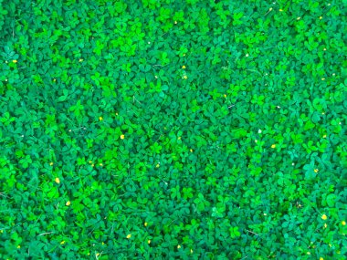 Yeşil çim Pinto Fıstık bitkilerin üst görünümü (Arachis pintoi) Leguminosae-Papilionoideae, bahçede. Sarı çimen, doğa arka plan için yeşil çim.