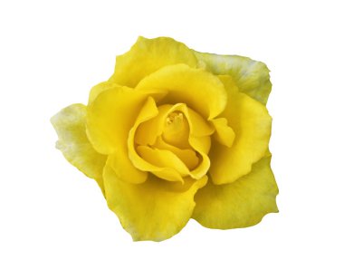 Sarı gül çiçeği kırpma yolu ile beyaz arkaplanda izole edildi.