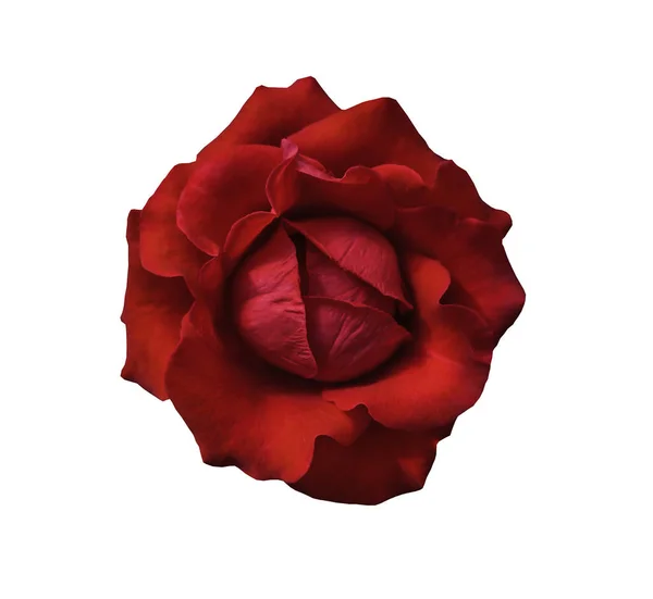 Красная Роза Цветок Изолирован Белом Фоне Обрезкой Пути — стоковое фото