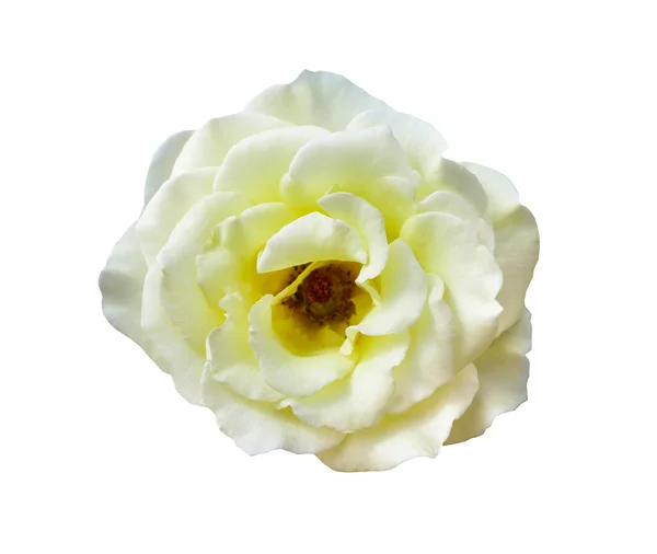 Белый Цветок Розы Изолирован Белом Фоне Обрезкой Пути — стоковое фото