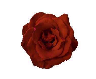 izole kırpma yolu ile beyaz arka plan üzerinde kırmızı gül çiçek.