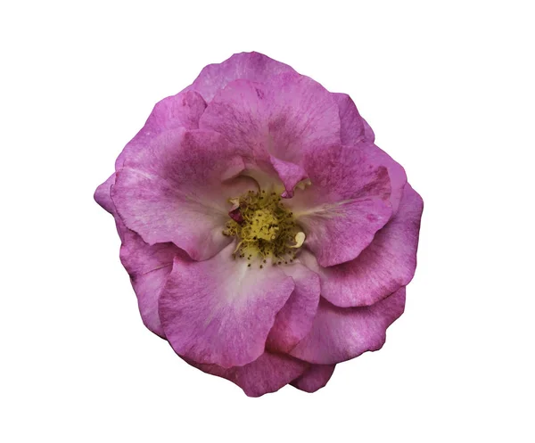 Розовый Цветок Розы Изолированы Белом Фоне Обрезкой Пути — стоковое фото