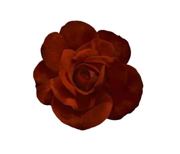 Röd Ros Blomma Isolerad Vit Bakgrund Med Urklippsbana — Stockfoto
