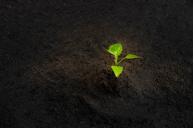Genç yeşil bitki gelişim sekansı. Gövde ve kara toprak arka planında ışık parlıyor. Tohumdan filizlenen filizlenen merdiven. Kopya alanı ile doğa ekolojisi ve büyüme kavramı.