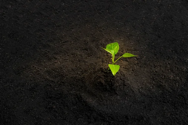 Jeune Plante Verte Pousse Séquence Avec Lumière Brillante Vers Bas — Photo