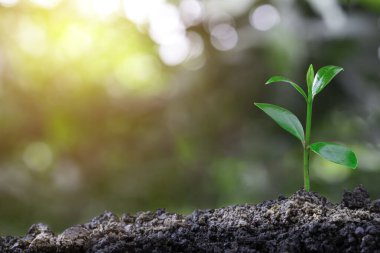 Bitki yetiştirme sekansı ve sabah güneşi ve bokeh yeşil bulanık arka planlı tarım. Tohumdan filizlenen filizlenen merdiven. Kopya alanı ile doğa ekolojisi ve büyüme kavramı.