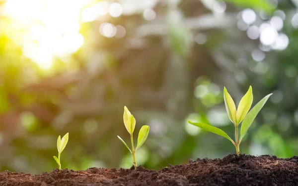 Plant grow sequence and agriculture with morning sunlight and bokeh green blur background. Germinating seedling grow step sprout growing from seed. Nature ecology and growth concept with copy space.