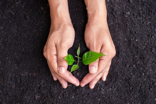 Hand with young green plant grow sequence with light shining down on black soil background. Germinating seedling grow step sprout growing from seed. Nature ecology and growth concept with copy space.