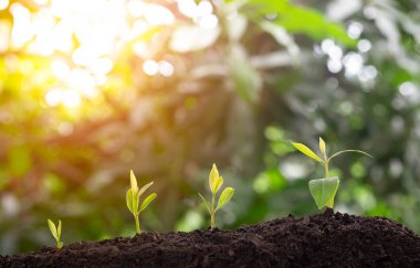 Bitki yetiştirme sekansı ve sabah güneşi ve bokeh yeşil bulanık arka planlı tarım. Tohumdan filizlenen filizlenen merdiven. Kopya alanı ile doğa ekolojisi ve büyüme kavramı.