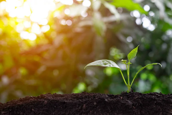 Plant grow sequence and agriculture with morning sunlight and bokeh green blur background. Germinating seedling grow step sprout growing from seed. Nature ecology and growth concept with copy space.