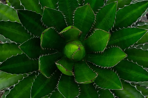 Close Agave Univittata Planta Folhas Verdes Escuras Abstrato Folha Verde — Fotografia de Stock