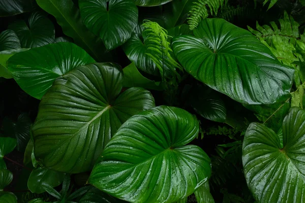 Creative layout, tropical rainforest foliage plants bushes dark green leaves. Abstract natural spring green leaf wallpaper pattern texture background. Empty free space. Flat lay, Top view nature concept.