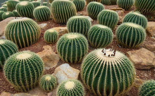 Jardins Botânica Bela Planta Cacto Suculento — Fotografia de Stock