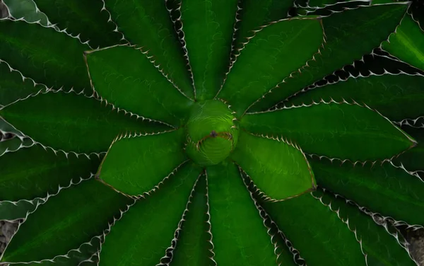 Close Agave Univittata Plantas Folhas Verdes Escuras Abstrato Folha Verde — Fotografia de Stock