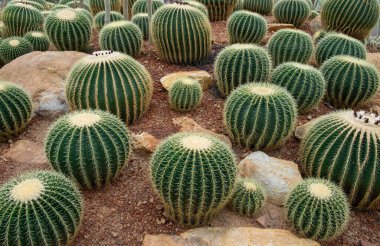 Botanik bahçeleri güzel sulu kaktüsler. Tropikal doğa ve dikenli sarı altın keskin sivri uçlar tehlikeli özellikler gösterir. Dışarıdaki ekin yeri sıcak ve kuru..