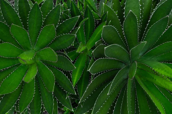 Close Agave Univittata Plantas Folhas Verdes Escuras Abstrato Folha Verde — Fotografia de Stock