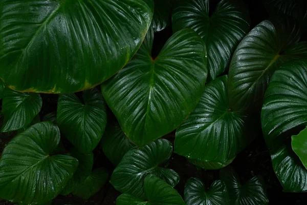 Layout Criativo Florestas Tropicais Plantas Folhagem Arbustos Folhas Verdes Escuras — Fotografia de Stock