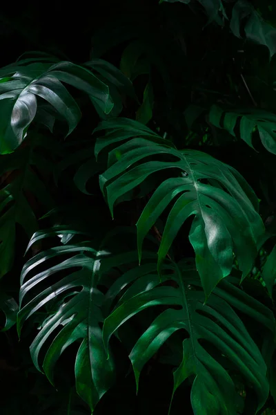 Diseño Creativo Plantas Follaje Selva Tropical Helechos Arbustos Hojas Color — Foto de Stock