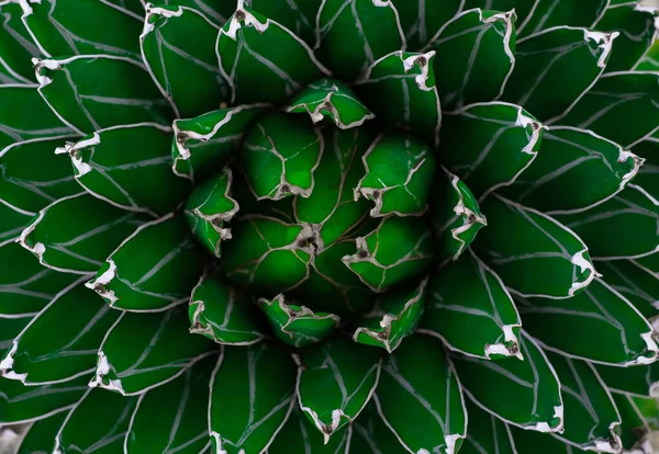 Close Agave Univittata Plantas Folhas Verdes Escuras Abstrato Folha Verde — Fotografia de Stock