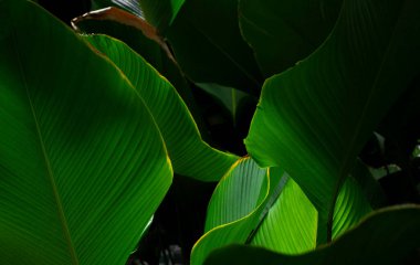 Koyu yeşil yaprakların güzelliği doğayı aydınlatıyor. Tropikal yağmur ormanları yaprak bitkisi bahçenin arka planında. Soyut doğal yay duvar kağıdı deseni dokusu. Doğa konsepti.