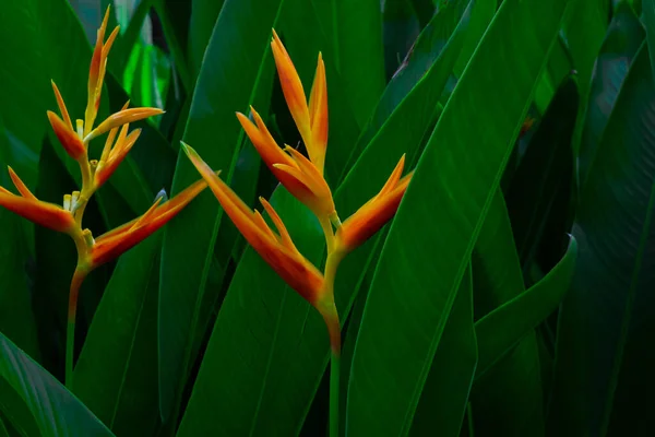 Flower Tropical Rainforest Foliage Plants Bushes Dark Green Leaves Abstract — Stock Photo, Image
