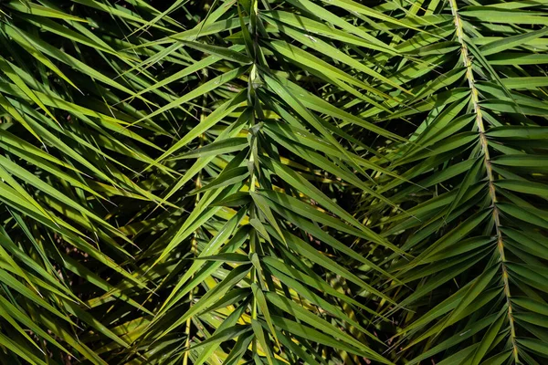 Palma Verde Deixa Natureza Fundo Abstrato Floresta Tropical Folhagem Arbustos — Fotografia de Stock