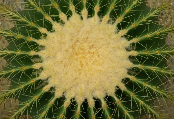 Gros Plan Texture Végétale Cactus Succulent Fond Abstrait Nature Tropicale — Photo