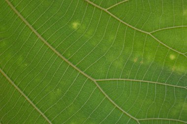 Yeşil yapraklı doğa dokusunun soyut arkaplanının yakın çekimi. Bitkinin yeşillik desenli yapı makrosu detayları.