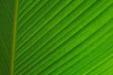 Yeşil palmiye doğayı soyut bir arkaplan olarak bırakır. Tropikal yağmur ormanları yaprak bitkisi çalıları. Doğal yay yeşili duvar kağıdı deseni. Doğa konsepti.