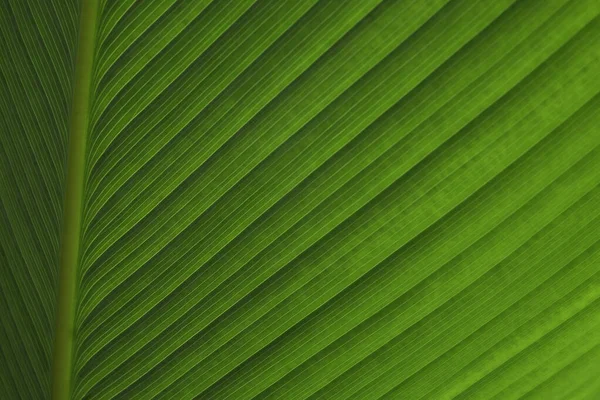 Yeşil palmiye doğayı soyut bir arkaplan olarak bırakır. Tropikal yağmur ormanları yaprak bitkisi çalıları. Doğal yay yeşili duvar kağıdı deseni. Doğa konsepti.