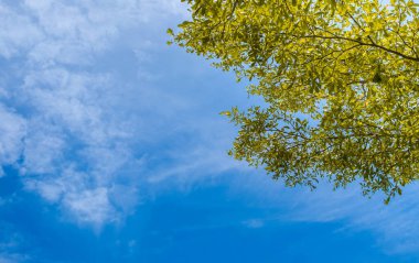 Dal ağacının yeşil yaprakları güneş ışığı ve mavi gökyüzü doğal soyut arkaplanı bulutlandırıyor. Bahar mevsiminde yeşil yapraklar ya da parkta güneşli bir yaz günü.