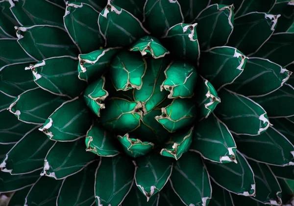 Vista Superior Das Folhas Verdes Escuras Agave Univittata Planta Século — Fotografia de Stock