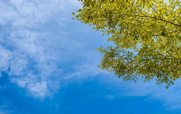 Dal ağacının yeşil yaprakları güneş ışığı ve mavi gökyüzü doğal soyut arkaplanı bulutlandırıyor. Bahar mevsiminde yeşil yapraklar ya da parkta güneşli bir yaz günü.
