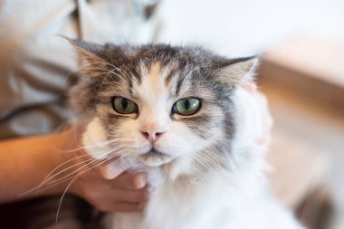 Kapalı gri ve beyaz kedi anim aşk insan tarafından taşınan