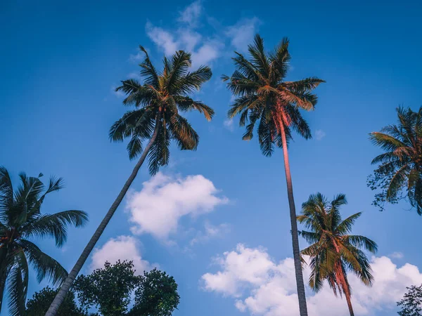 Kokospalm Bij Zonsondergang — Stockfoto