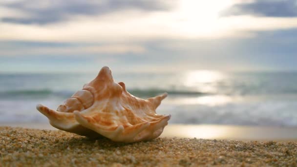 Морські Мушлі Пляжі Заході Сонця Фоні Хвиль — стокове відео