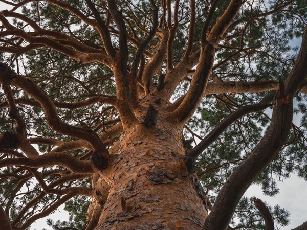 Blick auf einen großen Baum Stockfoto