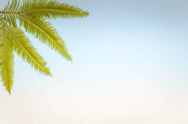 Mavi arka plan üzerinde palmiye yaprağı. Yaz veya seyahat kavramı. Kopyalama alanı kompozisyon