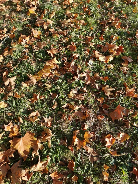草の上の紅葉 — ストック写真
