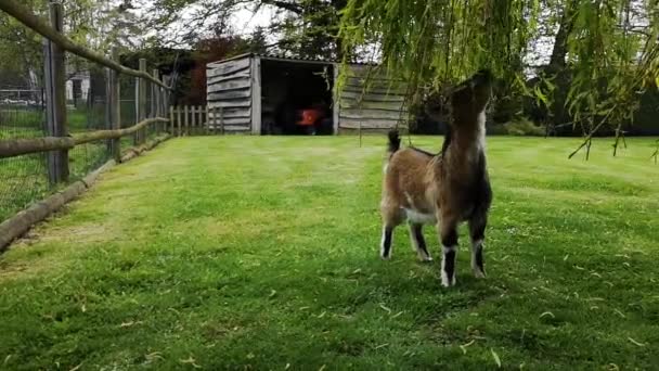 Ziege frisst Blätter einer Trauerweide. Sie mag es — Stockvideo