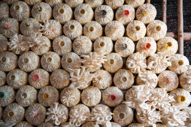 Mantar çiftliğinde yetişen organik istiridye mantarının yakın görünümü