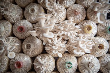 Mantar çiftliğinde yetişen organik istiridye mantarının yakın görünümü